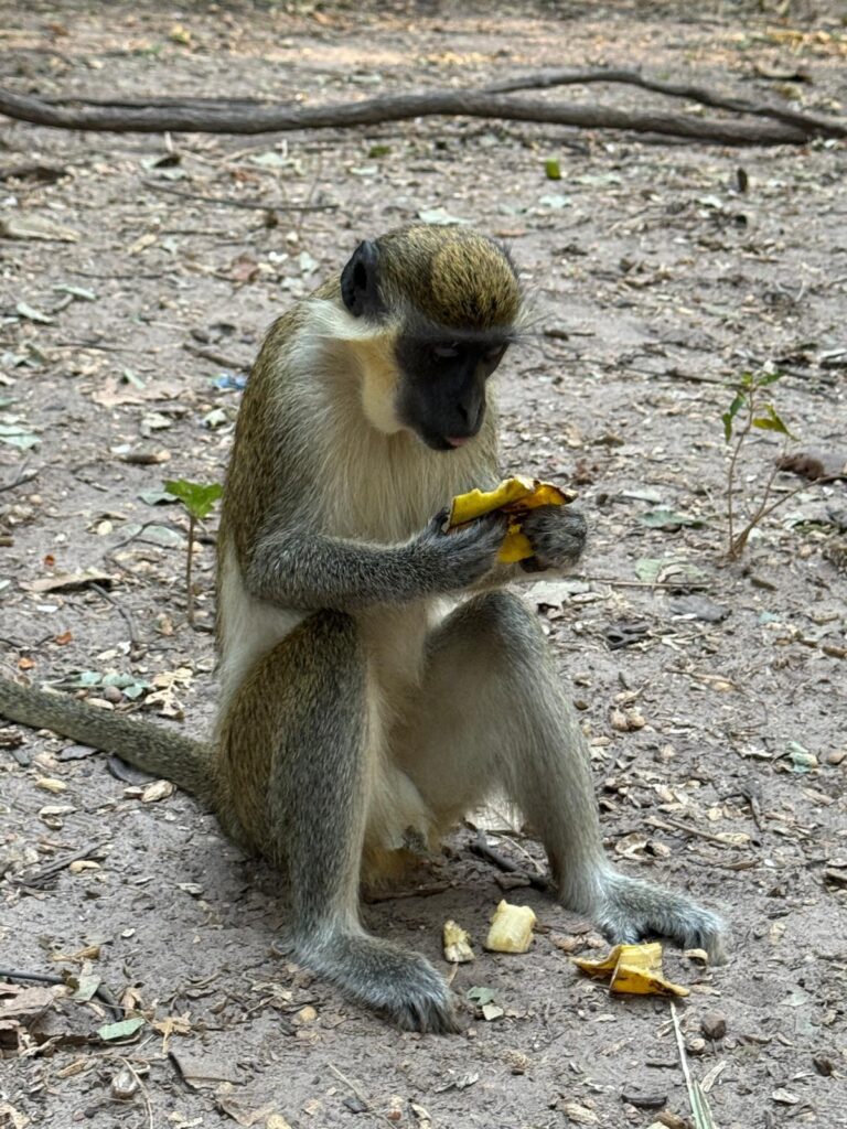 Monkey Park_(6)