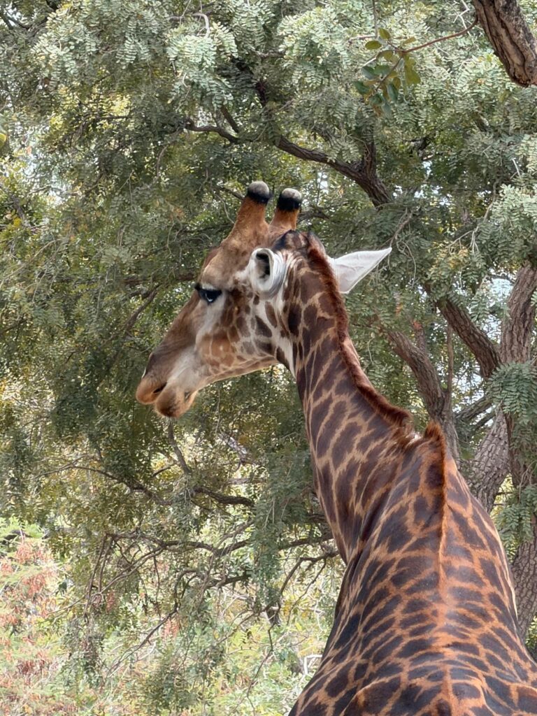 Safari_